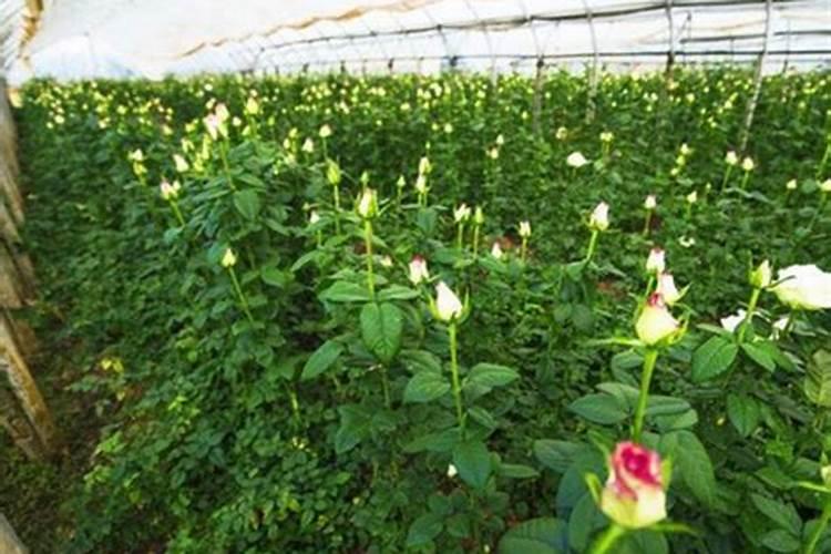 种红薯如何使用钾肥 可以开始第1次追肥