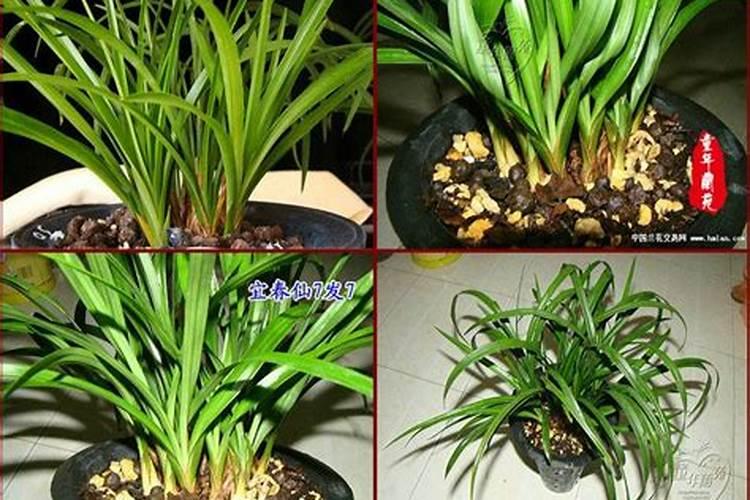 兰花需要施什么肥料