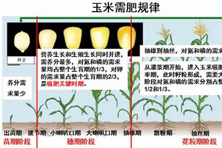 玉米施肥方法与量 玉米怎样施肥最正确