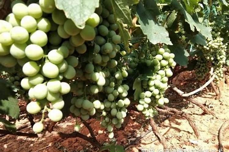请问葡萄用什么药坐果好