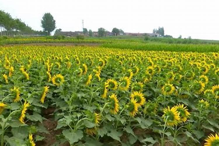 油葵苗期用什么叶面肥？