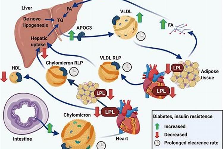 葡萄叶片多少天糖氮比输出多