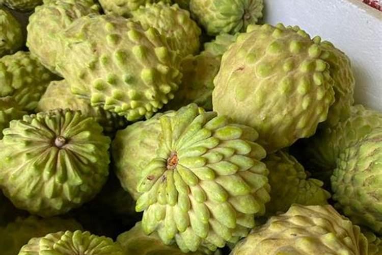 广西释迦果树种植方法