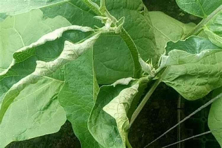 茄子卷叶子处理方法