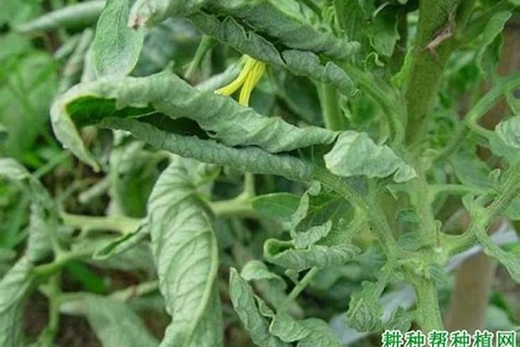 茄子苗叶子卷萎缩怎么办