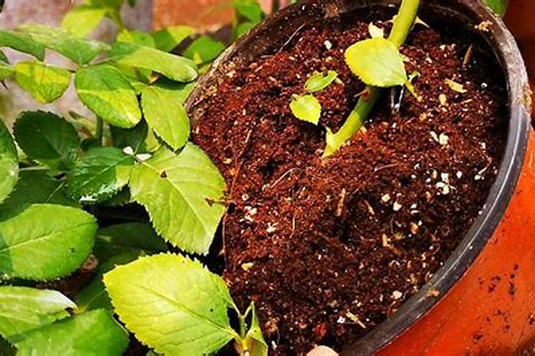 月季日常需要哪些肥料