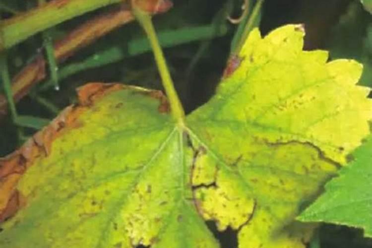 家假葡萄没果实怎么处理