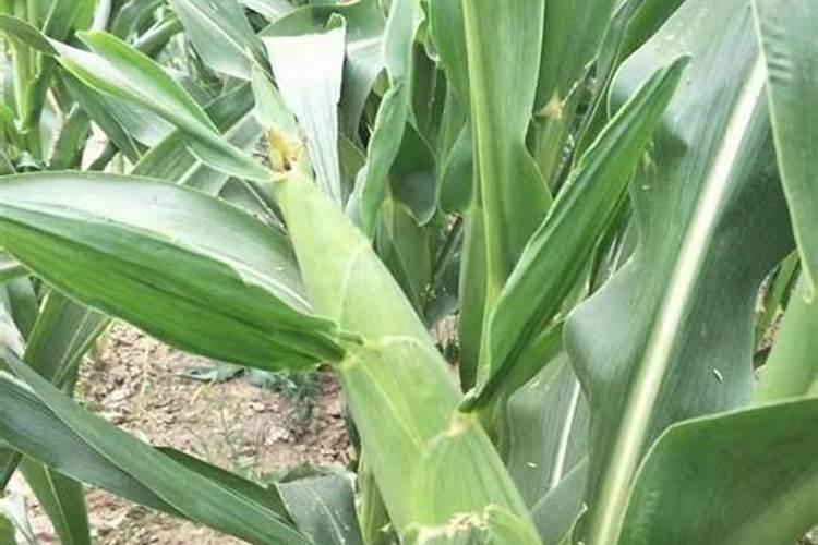 桔子树怎么养护和施肥