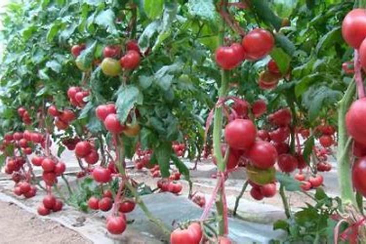 番茄结果期施什么肥好