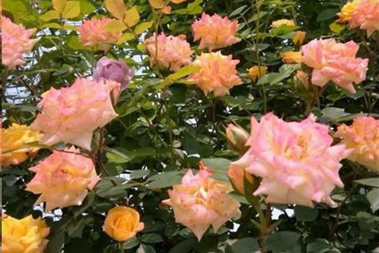 月季花可以用磷酸二氢钾肥吗(盆栽月季施什么肥最好)