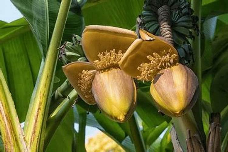 香蕉施肥技术要点