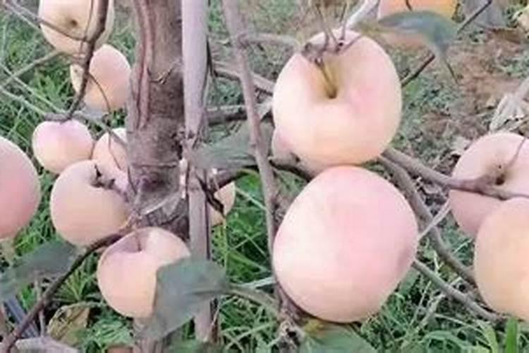 苹果花后到套袋前三次用药治疗性杀菌剂如何配置