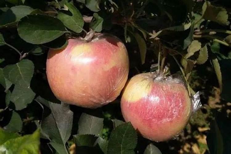 瑞雪苹果采收前需要脱袋吗