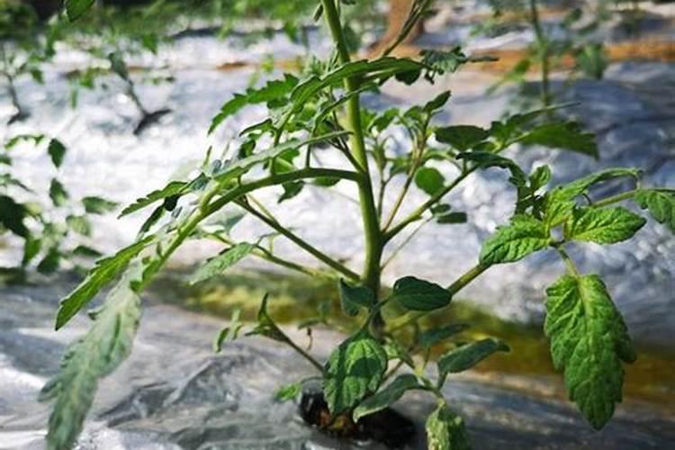 番茄苗期施肥技巧