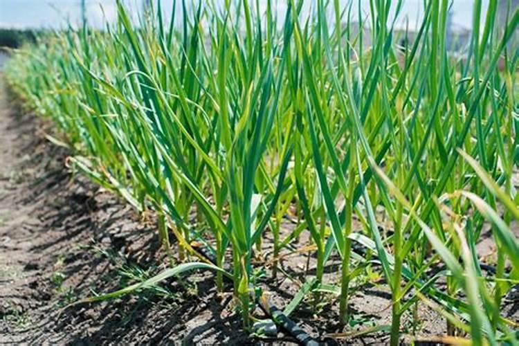 大蒜一亩地上多少肥料为合适