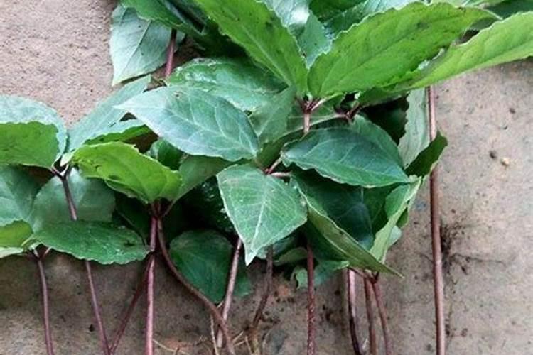 种植重楼的方法？