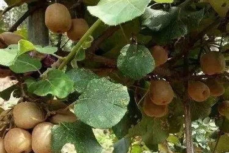 猕猴桃施肥时间和方法