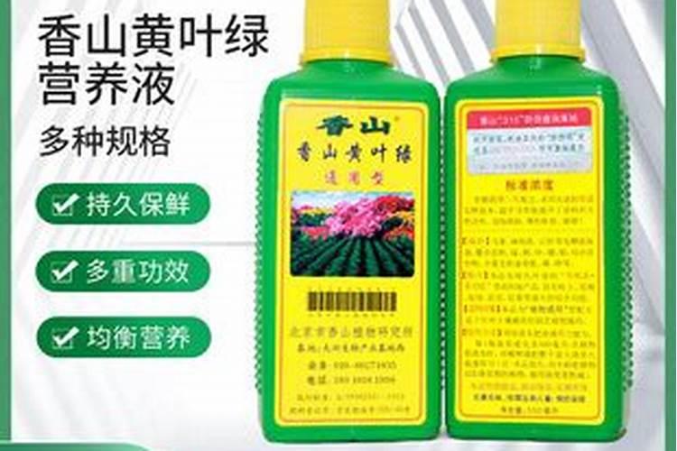 白掌用什么肥料