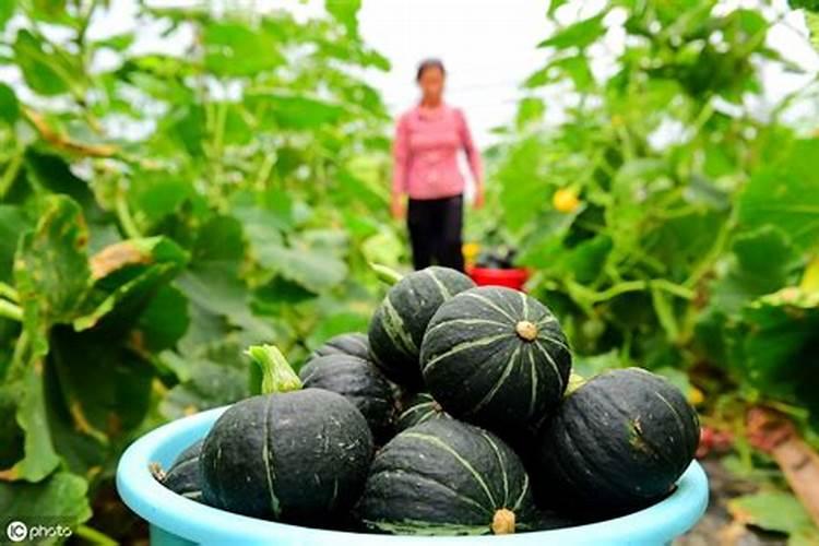 种植南瓜需要的氮磷钾肥比例