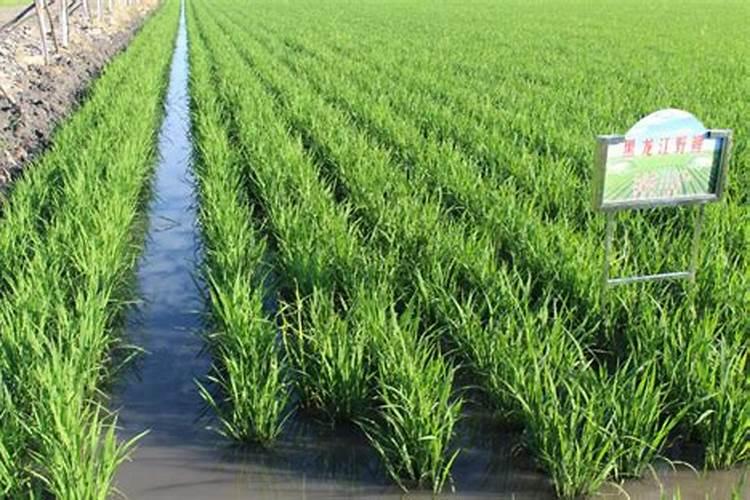 小金桔结出了果子应该弄施肥还是喷药