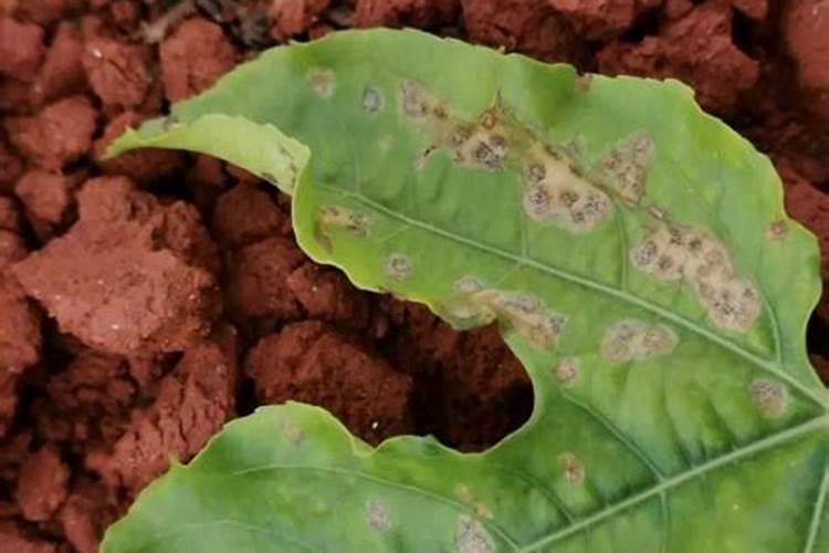 百香果开花时用什么肥更好？