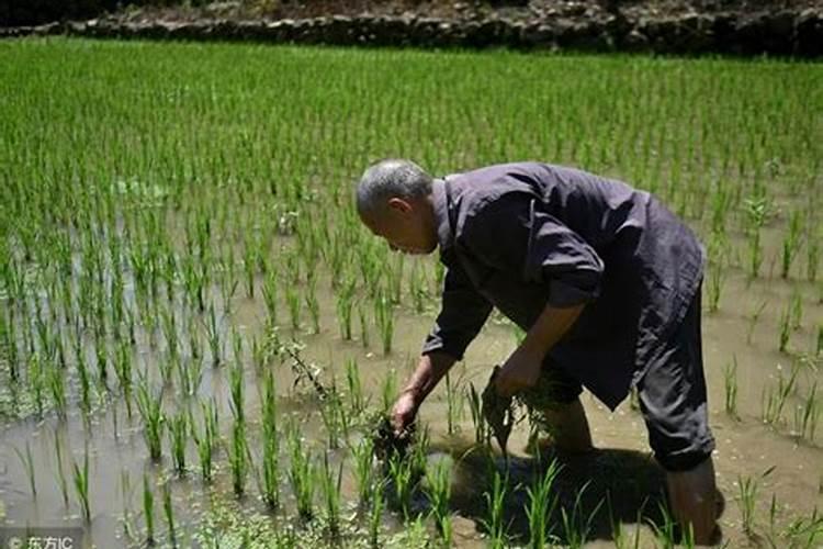 沙质土壤如何种植水稻