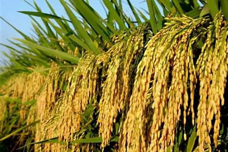 水稻怎么施肥才能高产