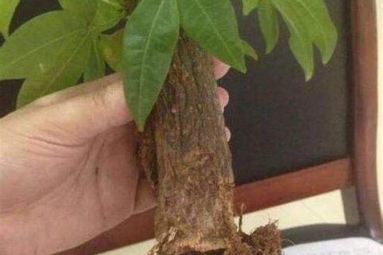 幸福树的树干怎样才能长粗