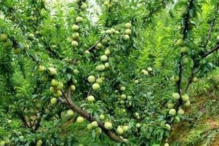 蜂糖李增甜施什么肥？