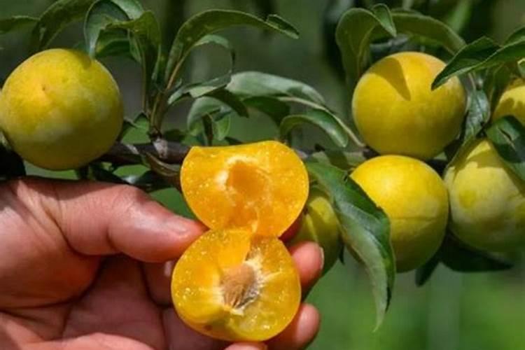 蜂糖李子种植技巧