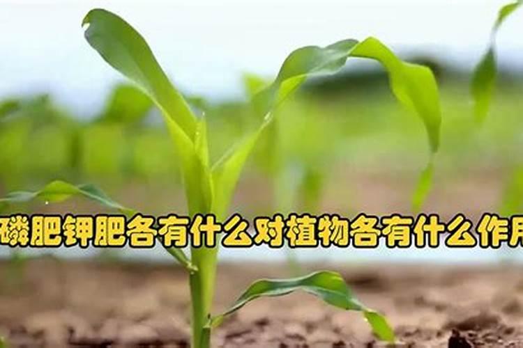 这80种花不施肥,能养好才怪
