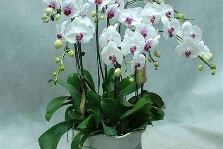 蝴蝶兰用什么肥,磷钾肥可促进花芽形成