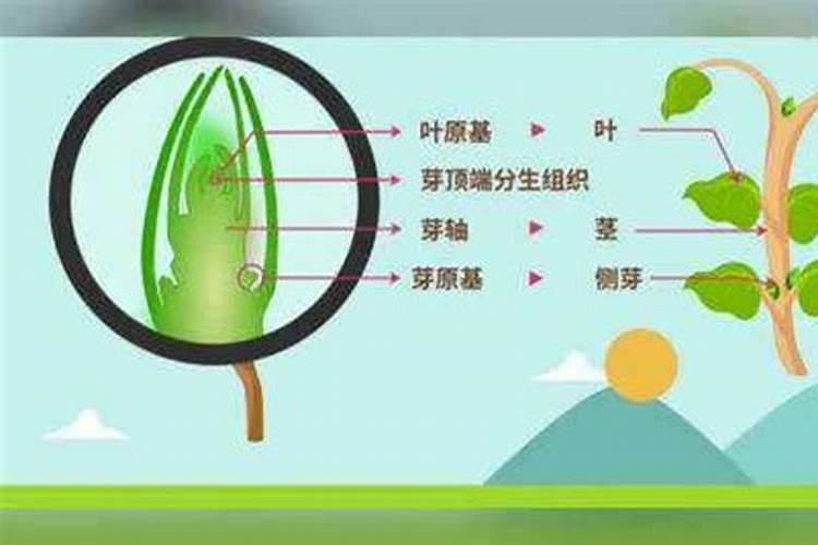 玛格丽特不开花,施加磷钾肥并去除顶芽