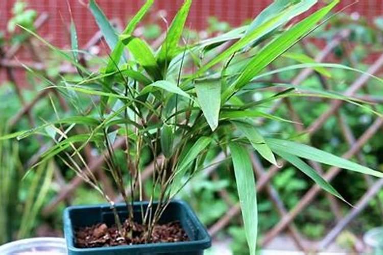 家里养的竹子用什么肥料最好