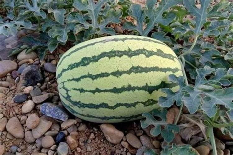 西瓜种植时间和方法