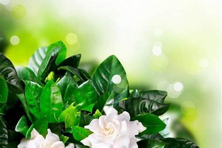 桅子花几天浇一次水？