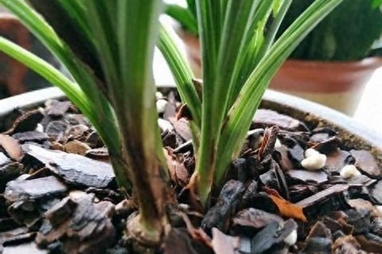 春季柑橘琳树发芽前可以喷施硼肥吗？