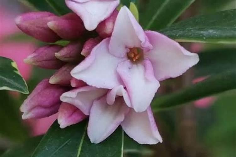 瑞香施什么肥料