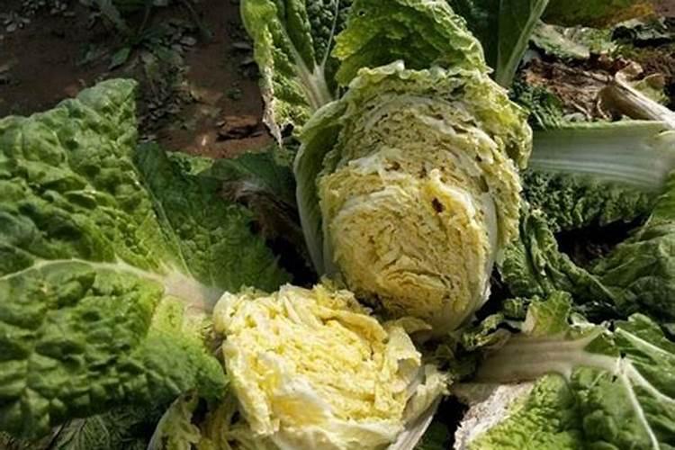 大白菜如何施用钾肥,大白菜施用钾肥方法