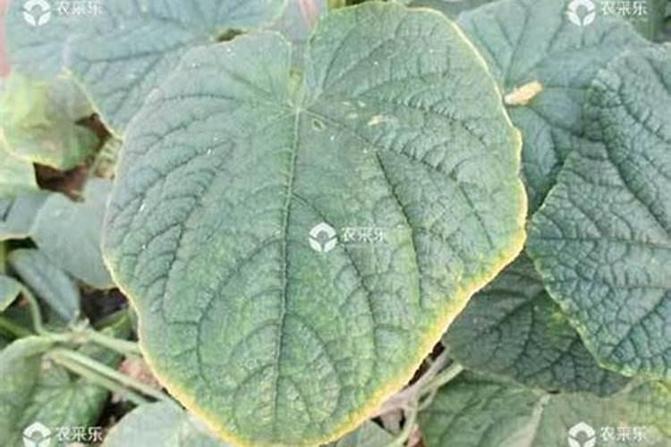 月季花施什么肥料好