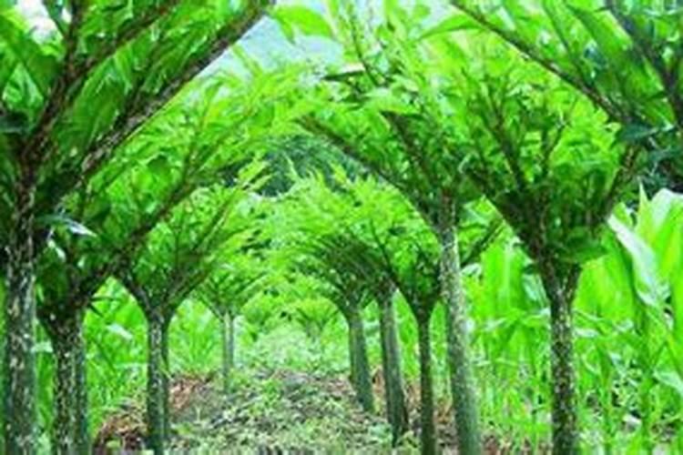 请问一下小麦用叶面肥好处哪些
