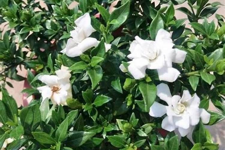 栀子花花苞期怎么施肥 栀子花花苞期怎么施肥呢