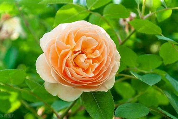 月季花不长叶子怎么办 不长新叶处理方法