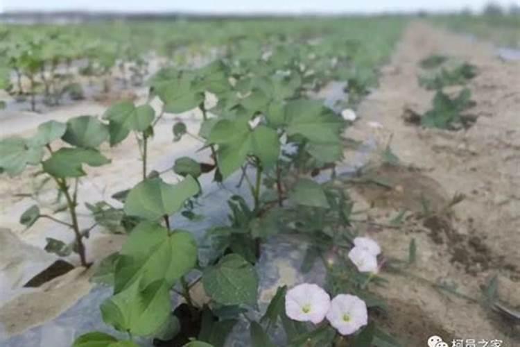 硼肥对植物有什么作用,怎么控制用量避免烧根？