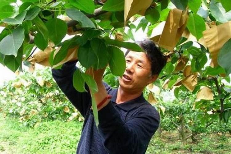 豆角需要什么样的冲施肥