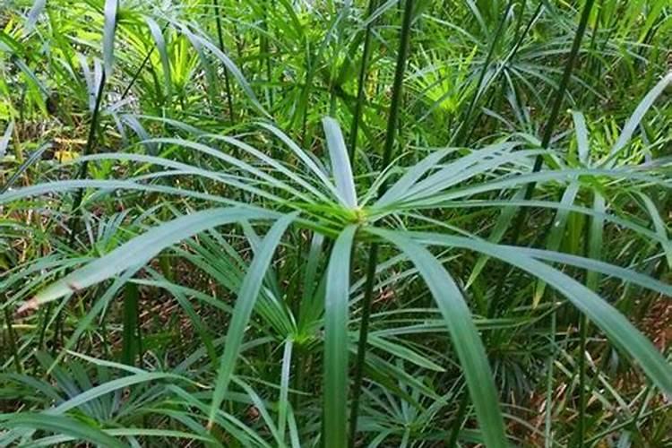 水竹施什么肥料