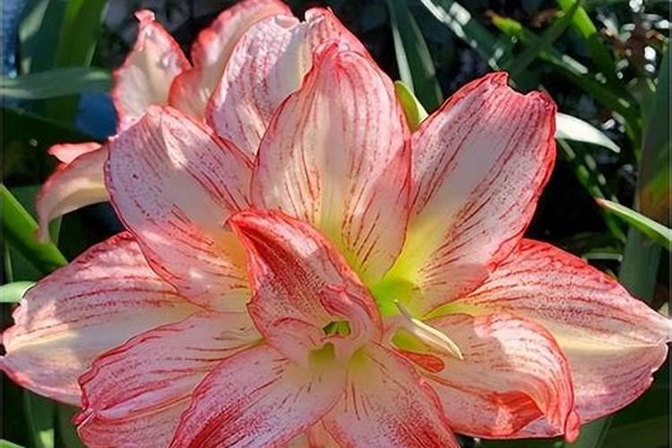 朱顶红花期养护