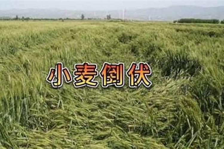 小麦出现倒伏现象 应该施什么肥？？