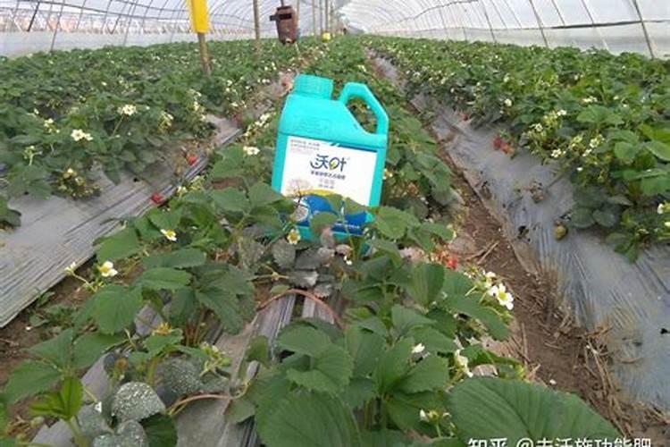 水溶肥怎么施用效果更好