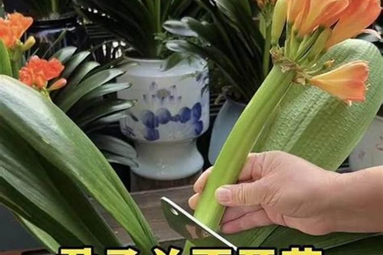 君子兰换盆后多久可以施肥